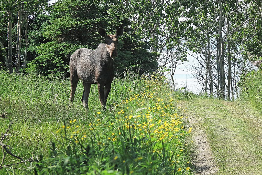 Ile Saint-Barnabé Sentier avec panneau d'interprétation Ile Saint-Barnabé Sentier avec panneau d'interprétation