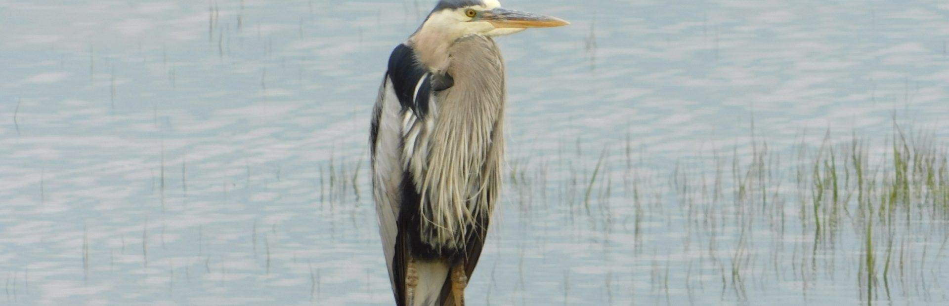 https://tourismerimouski.com/wp-content/uploads/2026/07/paradis-des-oiseaux.jpg